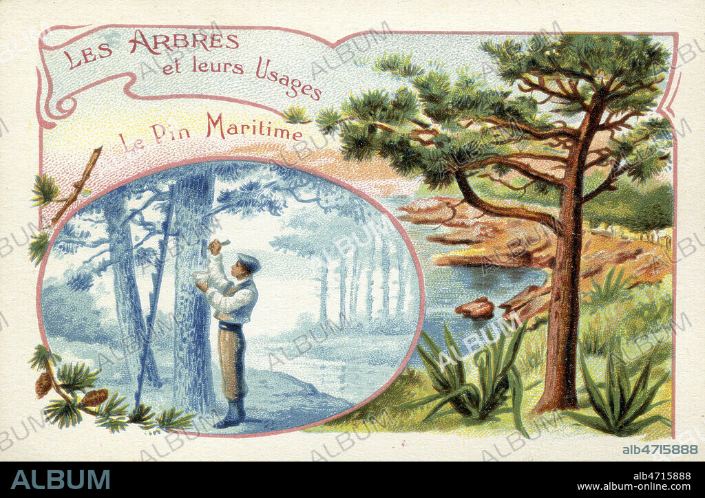 'Le pin Maritime'. Illustration pour une serie de chromo intitule 'Les arbres et leurs usages' vers 1900. Credit : Collection IM/KHARBINE-TAPABOR.