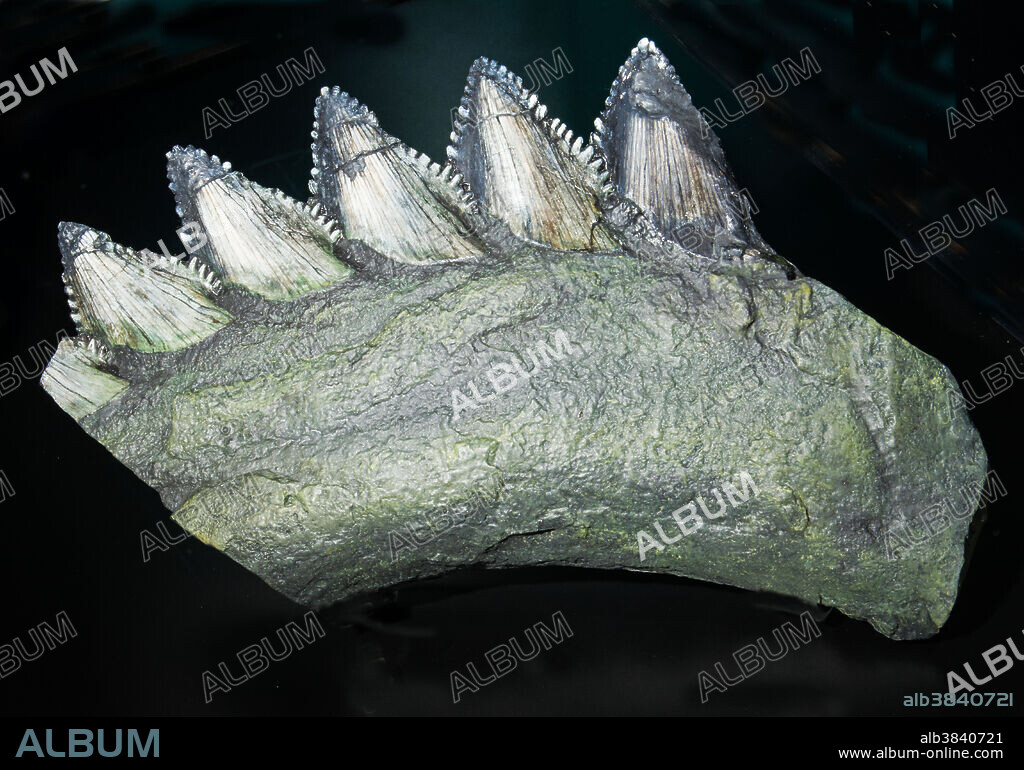 Giant Scissor shark teeth and jaw. 200 million years old. University of Florida Natural History Museum.