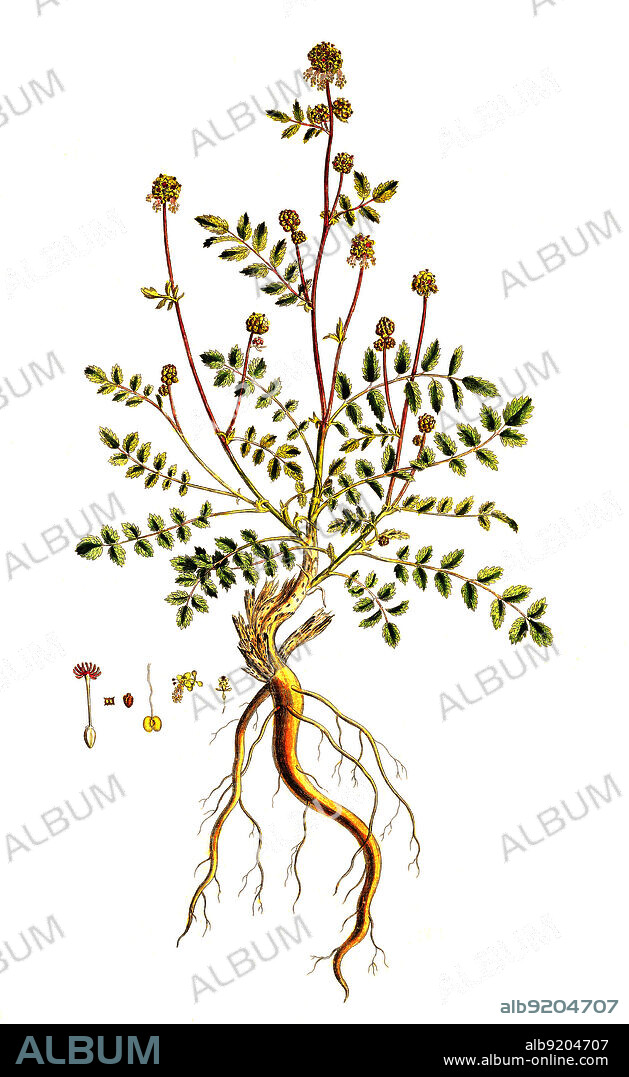 Kleiner Wiesenknopf, Sanguisorba minor, auch Pimpinelle oder Pimpernell / Sanguisorba minor, the salad burnet, garden burnet, small burnet, burnet, also used for Sanguisorba generally, pimpernelle, Toper's plant, and burnet-bloodwort, historical, digital improved reproduction of an original from the 19th century / digital restaurierte Reproduktion einer Originalvorlage aus dem 19. Jahrhundert, genaues Originaldatum nicht bekannt.