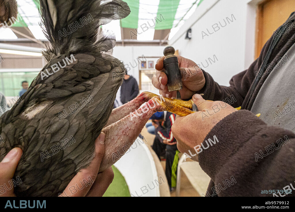 medicion de espolon, gallos de pelea, Mallorca, balearic islands, Spain.