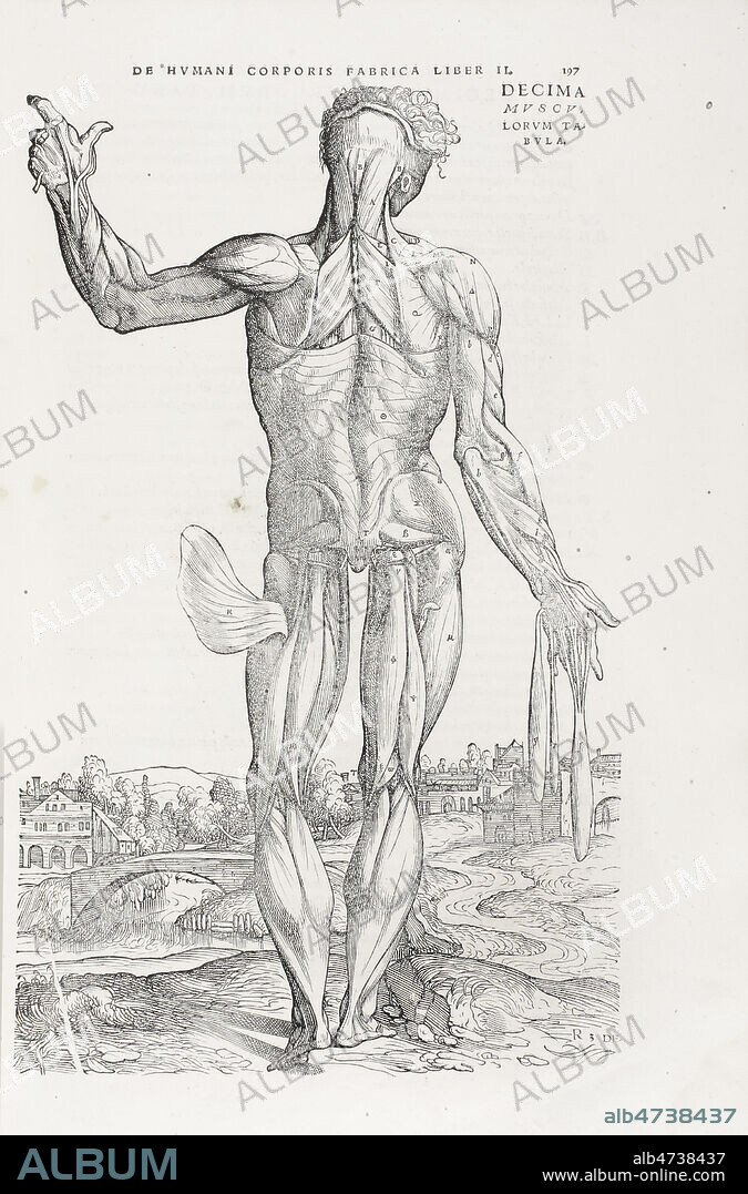Planche anatomique du corps humain. Gravure tiree de l'ouvrage d'Andre VESALE (1514-1564) 'De humani corporis fabrica libri septem', edition originale de 1543 (16e, 16eme, XVIe s.). Dans l'histoire de la medecine, l'apparition de ce livre est l'evenement le plus important depuis les travaux de Galien. Collection privee. Credit MIGNY/KHARBINE TAPABOR.