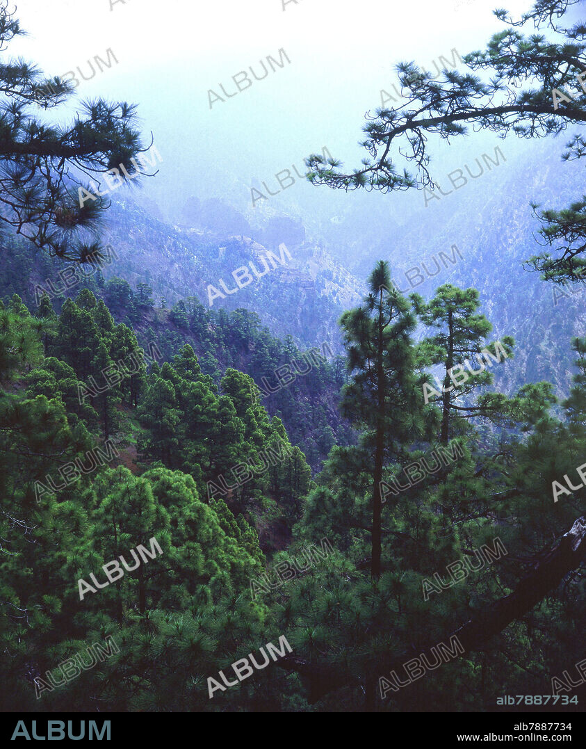 VISTA DEL PINAR CON NIEBLA AL FONDO.