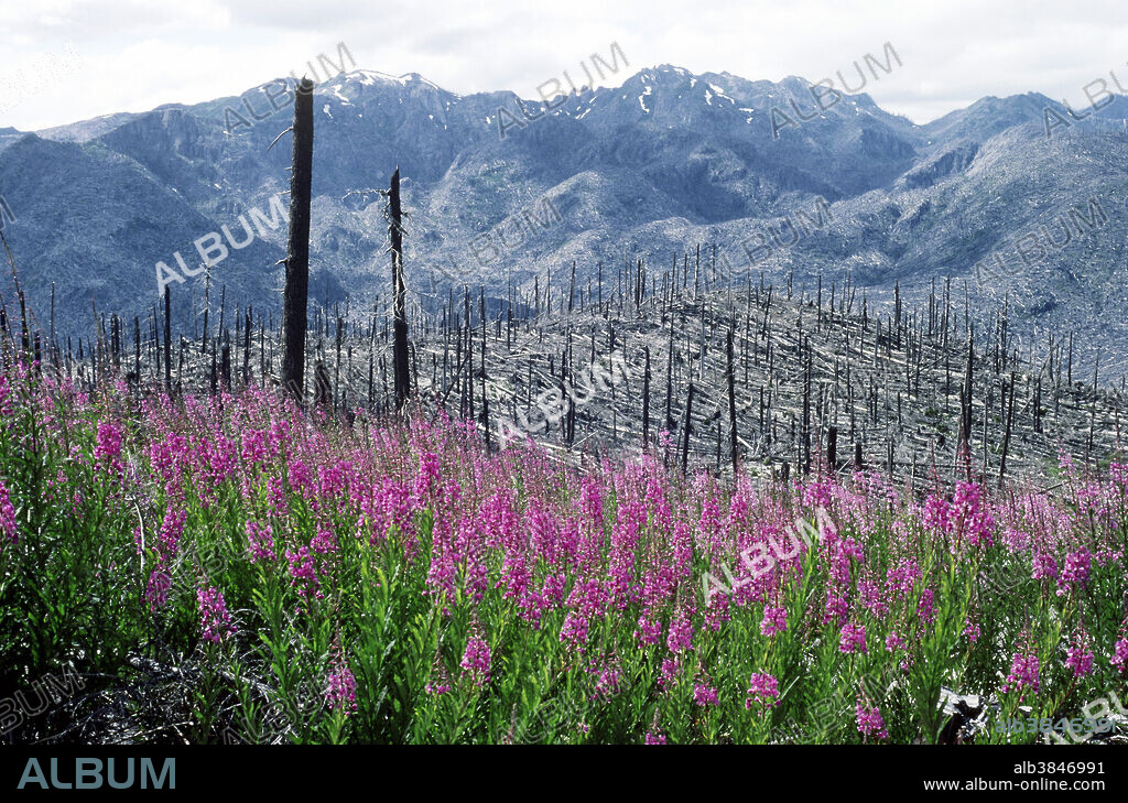 Firewood (Epilobium angustifolium) growing in Mt. St. Helens blast area, Washington.