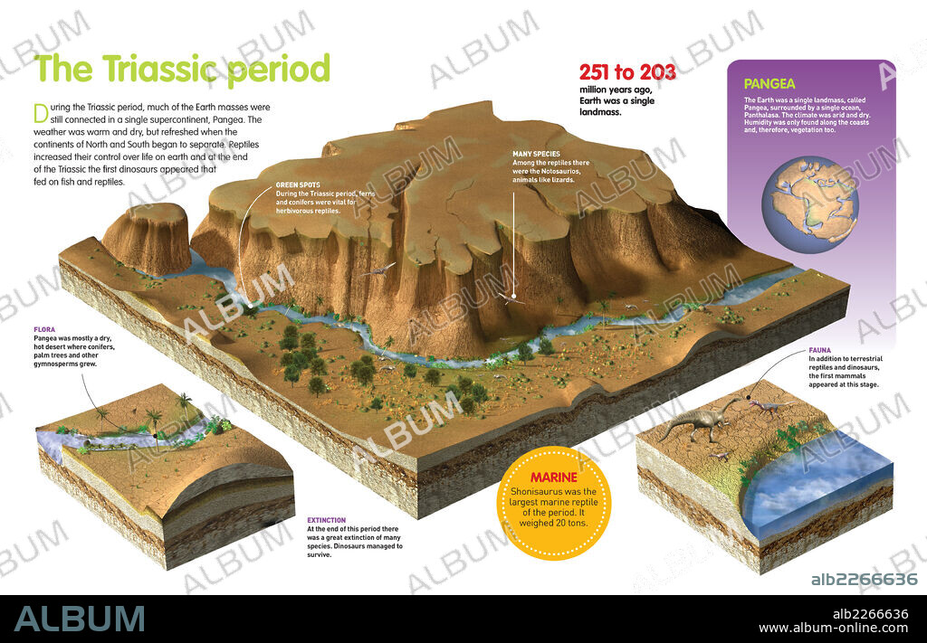 período Triásico. Infografía sobre el período Triásico (hace 251 millones de años), del relieve, la fauna y la flora característicos de este período geológico.