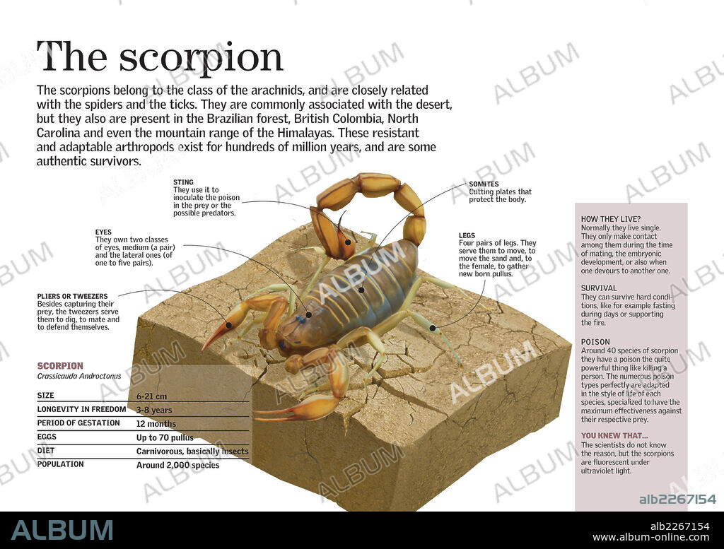 El escorpión. Infografía sobre la morfología y aspectos relevantes de relación y supervivencia del escorpión (Androctonus crassicauda).
