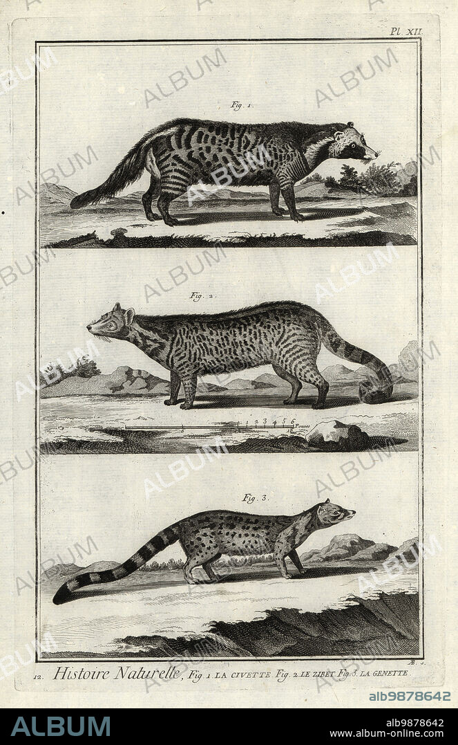 African civet, Civettictis civetta, large Indian civet, Viverra zibetha, and common genet, Genetta genetta. La civette, le zibet, la genette. Copperplate engraving by Antonio Baratti after Francois-Nicolas Martinet from Denis Diderot and Jean le Rond dAlemberts Encyclopedie, Histoire Naturelle (Encyclopedia: Natural History), Livourne, 1774. Francois-Nicolas Martinet (1731-1800) was a French draftsman and engraver.