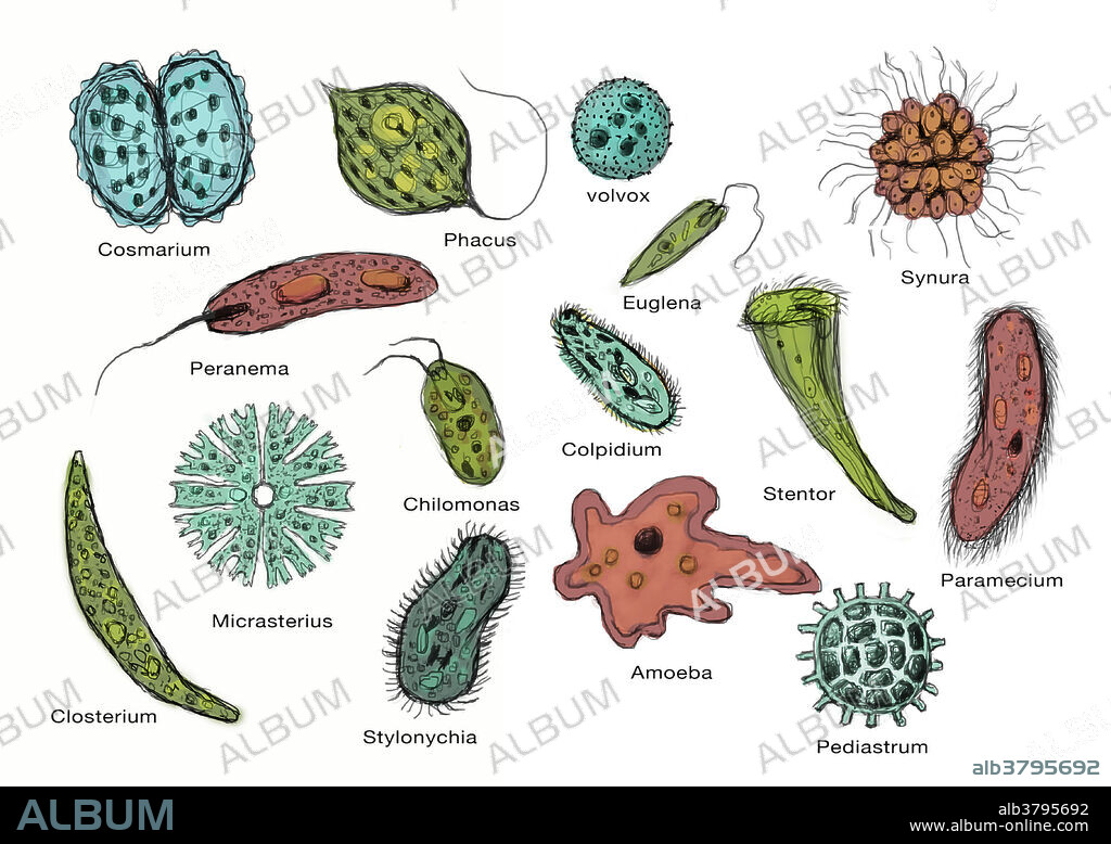 Microorganisms, Illustration