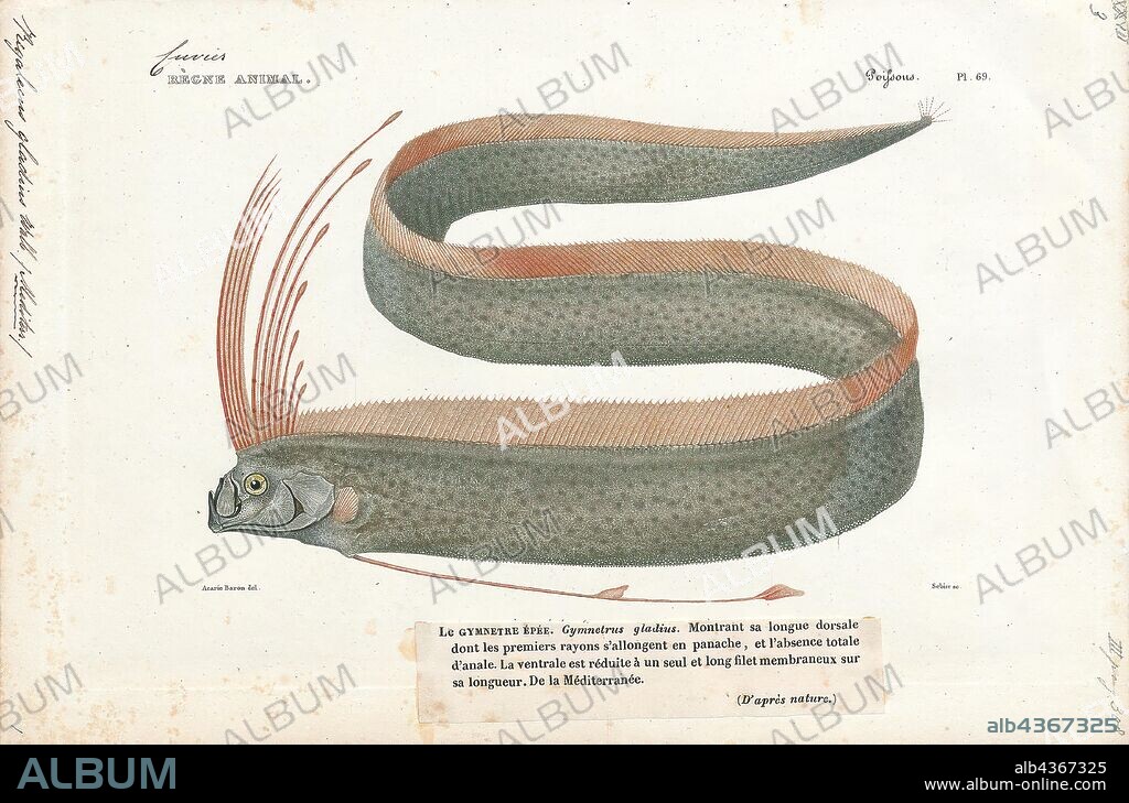 Regalecus gladius, Print, Regalecus is a fish genus of the family Regalecidae, commonly called oarfish, 1700-1880.