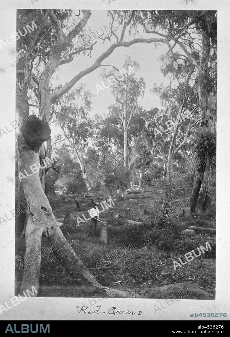Photograph - Cutting down Red Gums, by A.J. Campbell, Echuca District, Victoria, 1892, Image of a man chopping Red Gums, taken by A.J. Campbell in the 1892. Part of a large collection of images depicting mainly aspects of the natural environment of south-eastern Australia, created by Archibald James Campbell between 1890 and 1915.