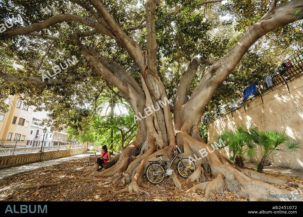 Ficus de La Misericòrdia, -Ficus macrophylla-, arbol singular, jardín botánico de la Casa de la Misericòrdia , Palma, mallorca, islas baleares, españa, europa.