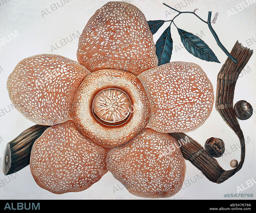 Rafflesia arnoldii produces the largest individual flower of any species in the world. But you might not want to get too close to it because it has 'a penetrating smell more repulsive than any buffalo carcass in an advanced stage of decomposition'. Illustration by Friederich AW Miquel [1863].
