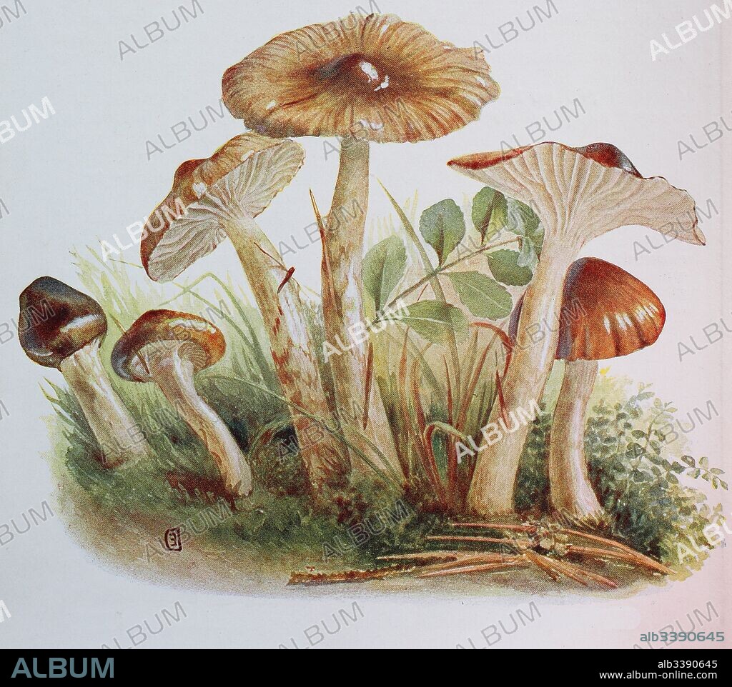 Hygrophorus olivaceoalbus, commonly known as the olive wax cap, digital reproduction of an ilustration of Emil Doerstling (1859-1940).