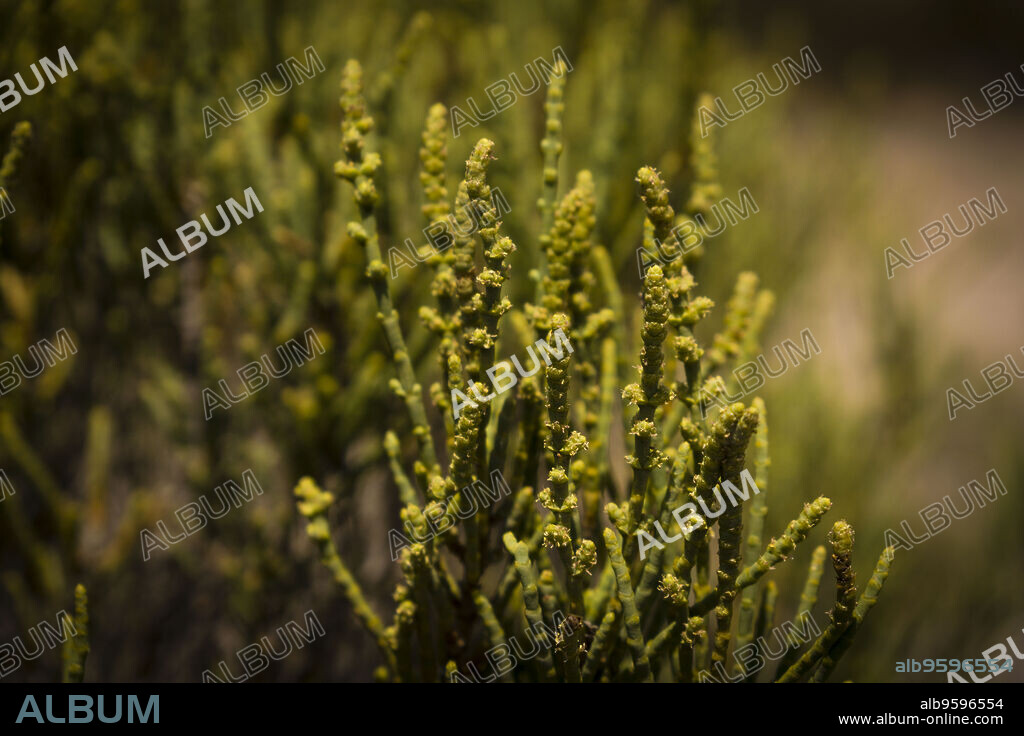 Salicornia, Flor de Sal del Trenc, visita guiada,Salobrar de Campos, Campos del Puerto,Mallorca, balearic islands, spain, europe.
