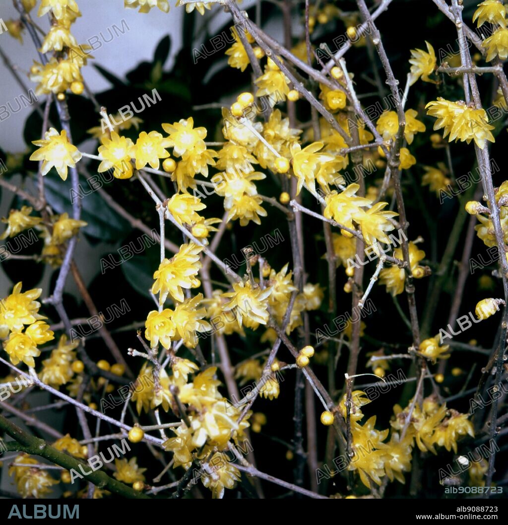 Chimonanthus Praecox Luteus. ©TopFoto.