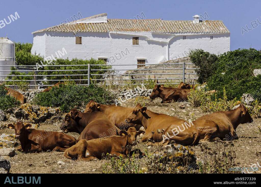 Vacas de raza menorquina, finca Es Tudons, Ciutadella, Menorca, Islas Baleares, españa, europa.