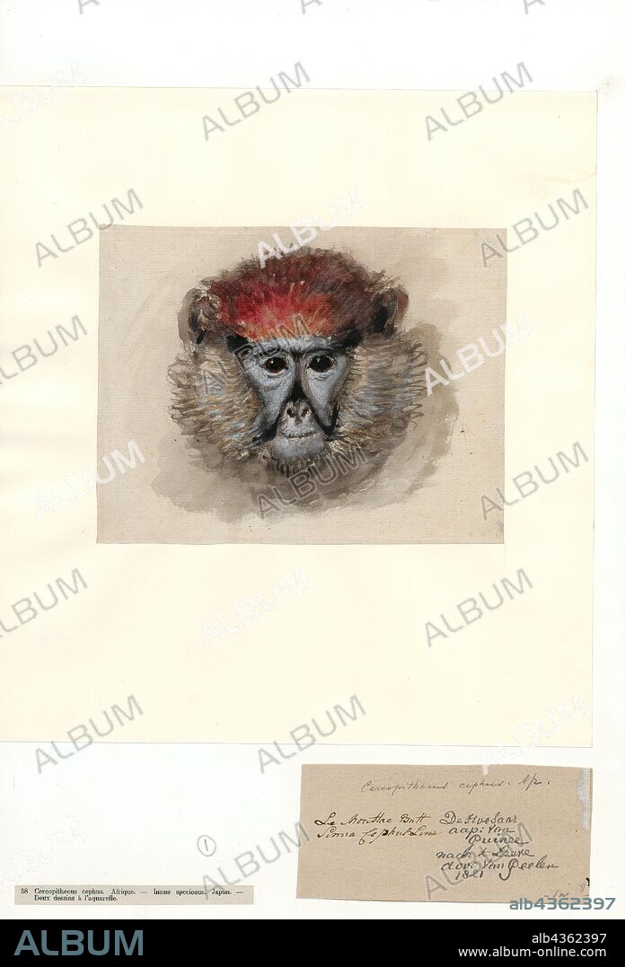 Cercopithecus cephus, Print, The moustached guenon or moustached monkey (Cercopithecus cephus) is a species of primate in the family Cercopithecidae. It is found in Angola, Cameroon, Central African Republic, Republic of the Congo, Democratic Republic of the Congo, Equatorial Guinea, and Gabon., 1821.