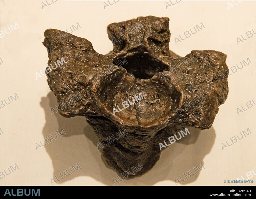 Titanoboa (Titanoboa cerrejonensis). Cerrejon Coal Mines. Colombia, South America.