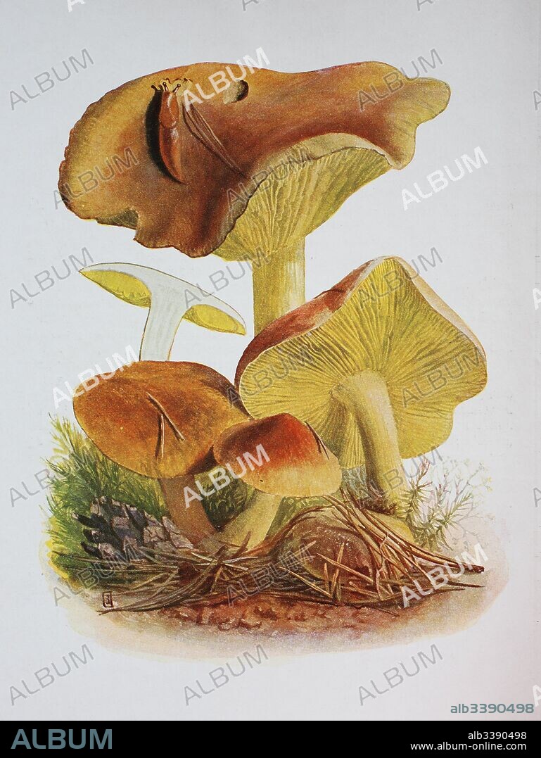Tricholoma equestre or Tricholoma flavovirens, also known as Man on horseback or Yellow knight, digital reproduction of an ilustration of Emil Doerstling (1859-1940).