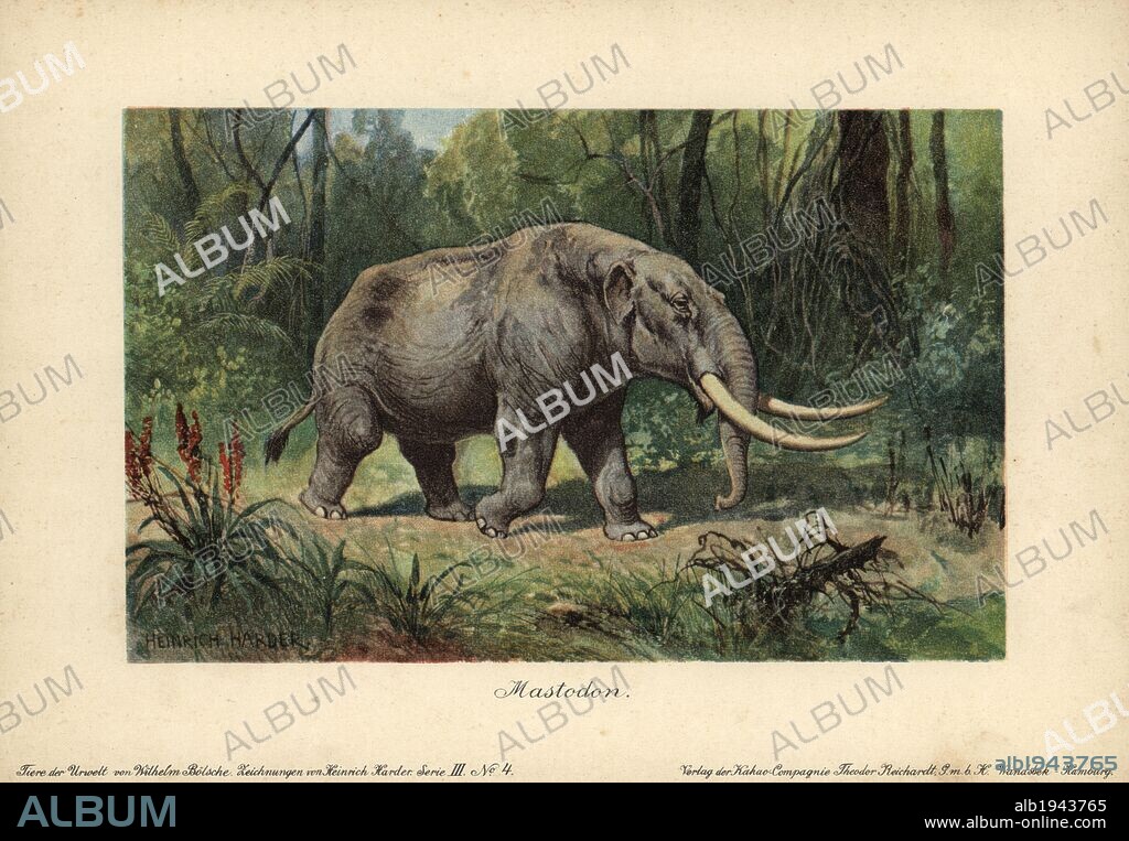 Mastodon, a large tusked mammal species of the extinct genus Mammut during the Oligocene to Pleistocene eras. Colour printed (chromolithograph) illustration by Heinrich Harder from "Tiere der Urwelt" Animals of the Prehistoric World, 1916, Hamburg. Heinrich Harder (1858-1935) was a German landscape artist and book illustrator. From a series of prehistoric creature cards published by the Reichardt Cocoa company. Natural historian Wilhelm Bolsche wrote the descriptive text.
