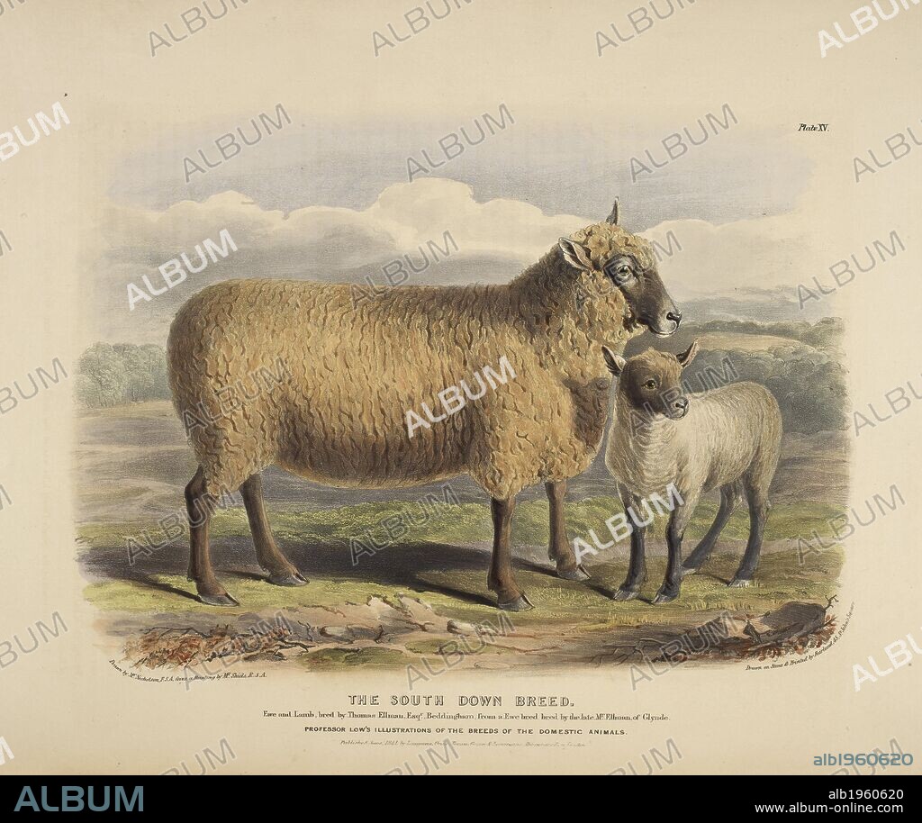 WILLIAM NICHOLSON and DAVID LOW. The South Down breed. The Breeds of the Domestic Animals ... London, 1842. Source: 578.m.32, plate XV.