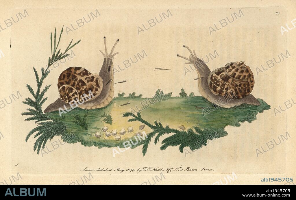 Garden snail. Helix aspersa (Helix hortensis). "When these animals are disposed to love, they signify their mutual wishes by launching several little darts (spicula) at each other. These darts are of a very sharp form, and of a horny substance, and the animals are provided with a little quiver or reservoir of them during the breeding season.". Illustration signed S (George Shaw).. Handcolored copperplate engraving from George Shaw and Frederick Nodder's "The Naturalist's Miscellany" 1790.. Frederick Polydore Nodder (1751~1801?) was a gifted natural history artist and engraver. Nodder honed his draftsmanship working on Captain Cook and Joseph Banks' Florilegium and engraving Sydney Parkinson's sketches of Australian plants. He was made "botanic painter to her majesty" Queen Charlotte in 1785. Nodder also drew the botanical studies in Thomas Martyn's Flora Rustica (1792) and 38 Plates (1799). Most of the 1,064 illustrations of animals, birds, insects, crustaceans, fishes, marine life and microscopic creatures for the Naturalist's Miscellany were drawn, engraved and published by Frederick Nodder's family. Frederick himself drew and engraved many of the copperplates until his death. His wife Elizabeth is credited as publisher on the volumes after 1801. Their son Richard Polydore (1774~1823) was responsible for the plates signed RN or RPN. Richard exhibited at the Royal Academy and became botanic painter to King George III. The illustrations are characterized by vivid colouring, fine detail, and a certain posed stiffness in the ornithological portraits, perhaps because they were sketched from dead specimens.