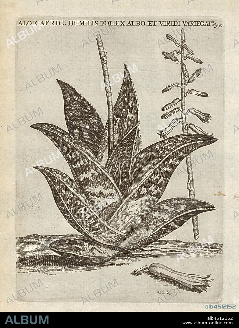 The leaves of the white of the humble : Aloe Africana, Aloe variegata L, signed: P.S. (sculp.), Fig. 47, after p. 46, p. 148, Sluyter, P. (sc.), 1706, Caspari Commelin ... Horti Medici ... plantae rariores et exoticae. Lugduni Batavorum: apud Federicum Haringh, 1706.