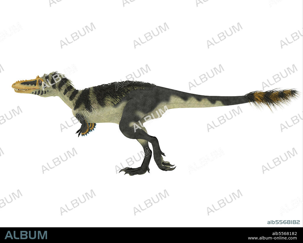 Alioramus dinosaur walking, side view on white background. Alioramus was a carnivorous theropod dinosaur that lived in Mongolia, Asia during the Cretaceous Period.