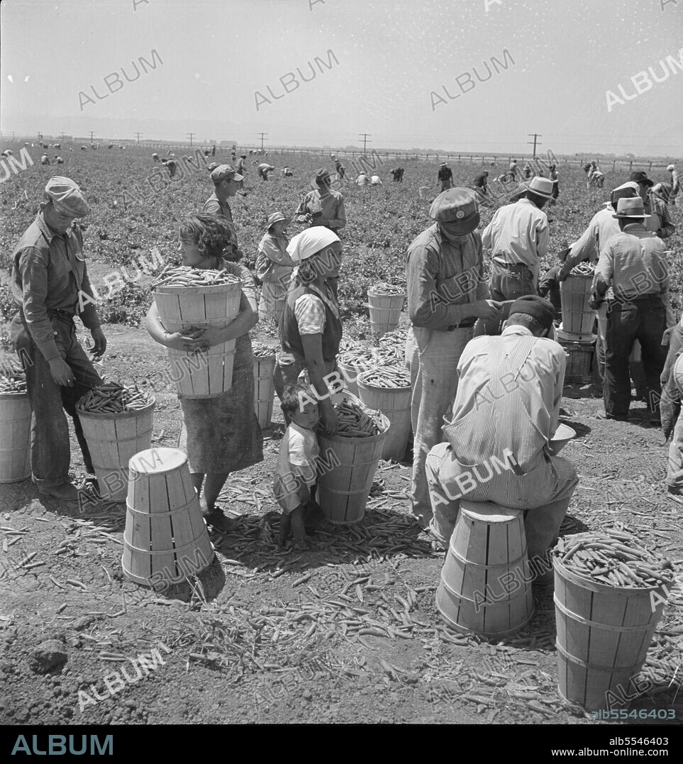 DOROTHEA LANGE. Migrant pea pickers from many states line up with their filled hampers on the edge of the field. They wait their turn for weighing. Near Westley, California.