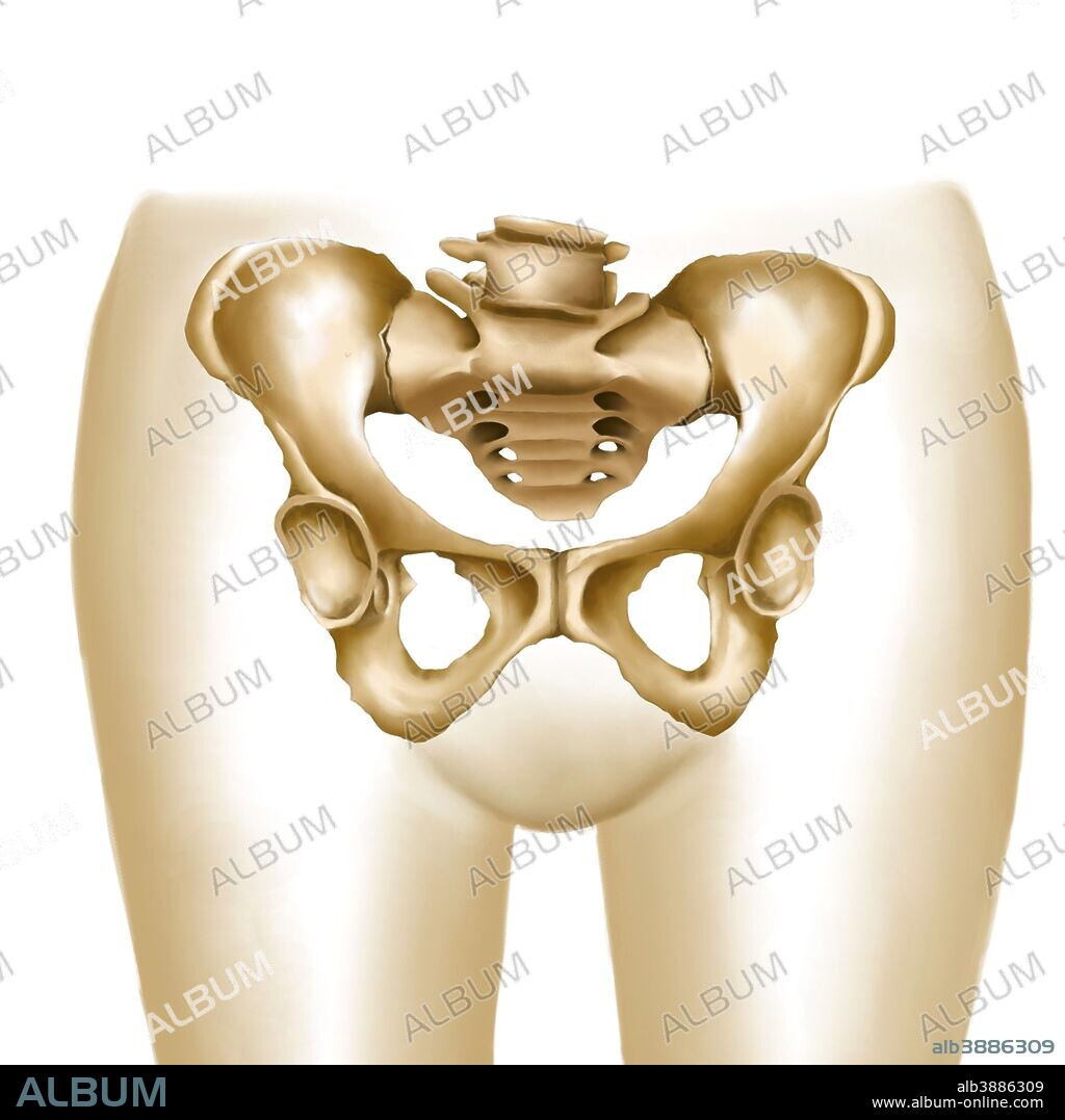 Anatomy of female hips and pelvic bones.
