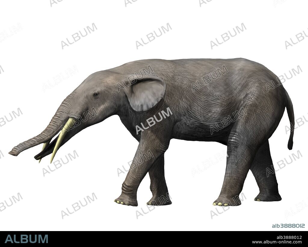 Gomphotherium angustidens from the Miocene epoch of Europe.