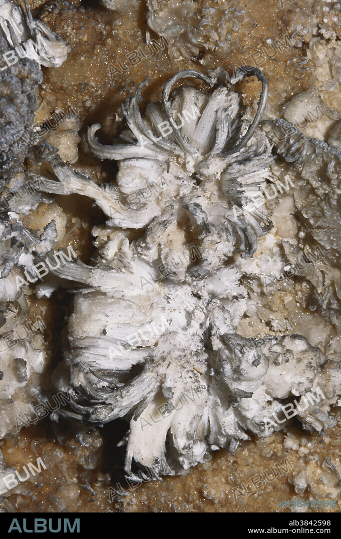 Gypsum flower on the wall of Mammoth Cave in Mammoth Cave National Park, Kentucky.