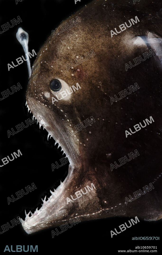 The deep sea anglers are predatory, luring their prey with a bioluminescent bulb (an esca) at the end of a long rod (an illicium). This is Johnson's Abyssal Seadevil, Melanocetus johnsonii, also known as the Humpback Anglerfish. The impressive teeth are used to impale and hold any prey item that moves in to investigate the glowing lure. This individual was captured in a trawl between 1000 and 1500 meters depth in the Gulf of Mexico, 2018.