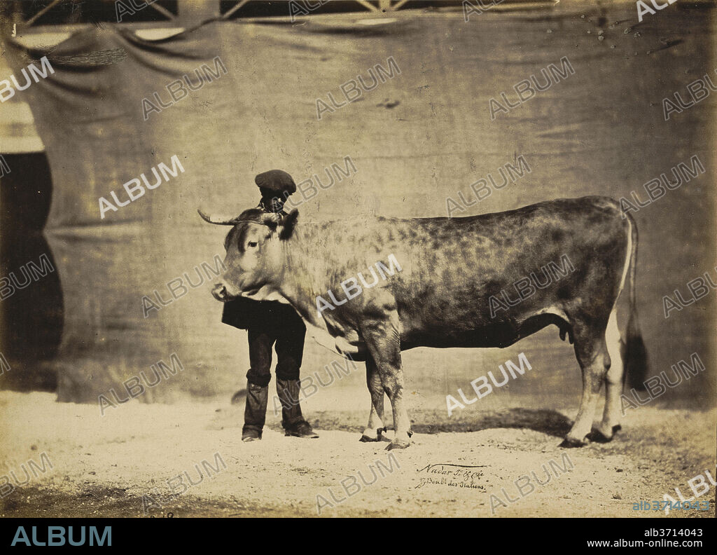 ADRIEN TOURNACHON. Vache Garonnaise, agée de 5 à 6 ans. Dated: 1856. Dimensions: sheet (trimmed to image): 20.5 x 28.5 cm (8 1/16 x 11 1/4 in.)  mount: 29.7 x 47 cm (11 11/16 x 18 1/2 in.). Medium: gelatin coated salted paper print from collodion negative mounted on paperboard.