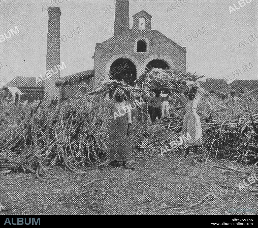 Sugar-Culture - Barbados, still image, Photographs, 1899, Hill, Robert Thomas, 1858-1941.