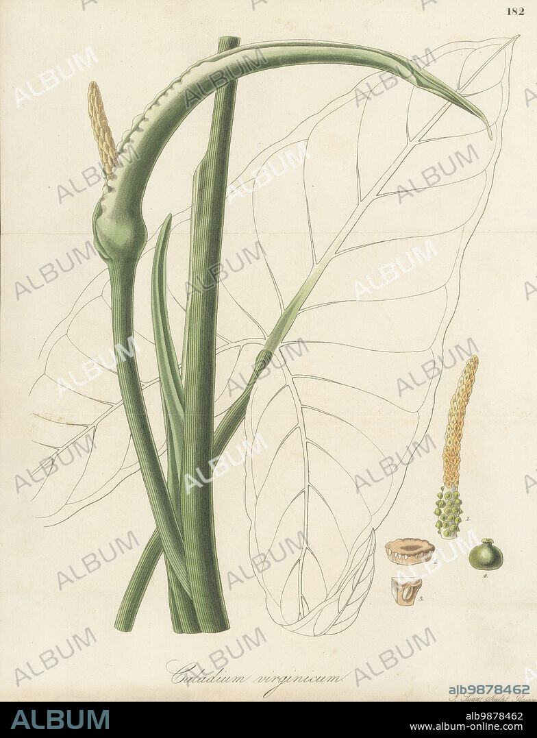 Green arrow arum or tuckahoe, Peltandra virginica. Native to North America, sent by English botanist John Bradbury, flowered at Liverpool Botanic Garden in 1825. Virginia caladium, Caladium virginicum. Handcoloured copperplate engraving by Joseph Swan after a botanical illustration by William Jackson Hooker from his Exotic Flora, William Blackwood, Edinburgh, 1827.