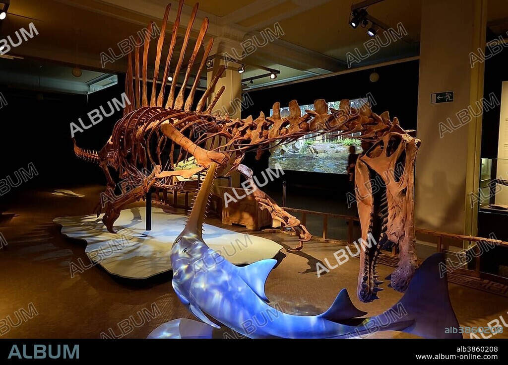 Worldwide unique skeleton replica of the biggest carnivorous dinosaur (Spinosaurus aegyptiacus), Naturkundemuseum, Natural history museum, Berlin, Germany