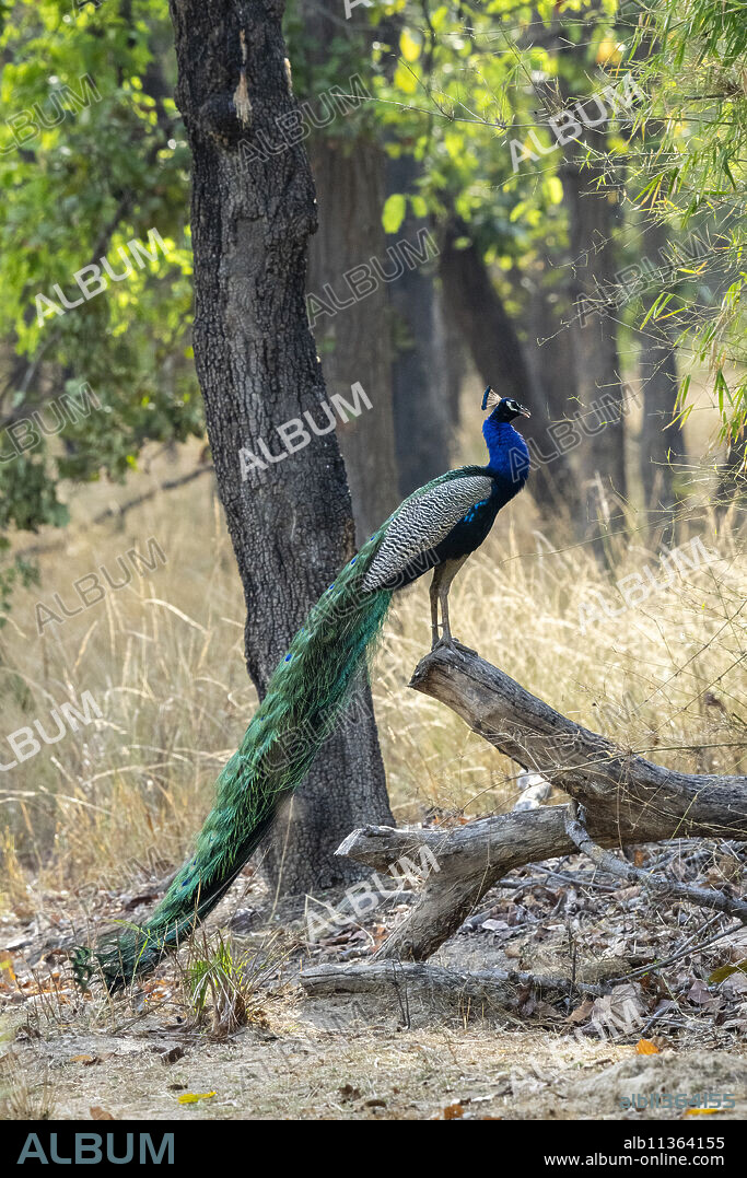 Indian Peafowl (Pavo cristatus), Bandhavgarh National Park, Madhya Pradesh, India, Asia.