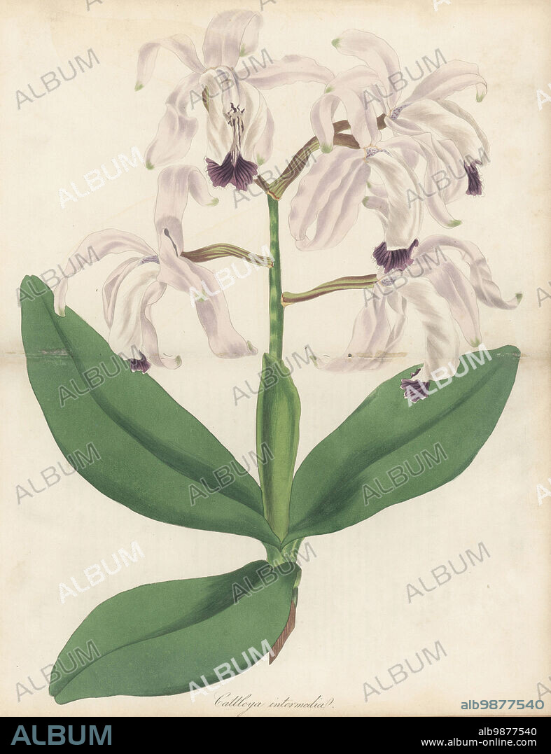 Intermediate cattleya orchid, Cattleya intermedia. Native to Brazil, brought from Mr. Harris of Rio de Janeiro by Captain Graham in 1824. Handcoloured engraving from Joseph Paxtons Magazine of Botany, and Register of Flowering Plants, Volume 1, Orr and Smith, London, 1834.