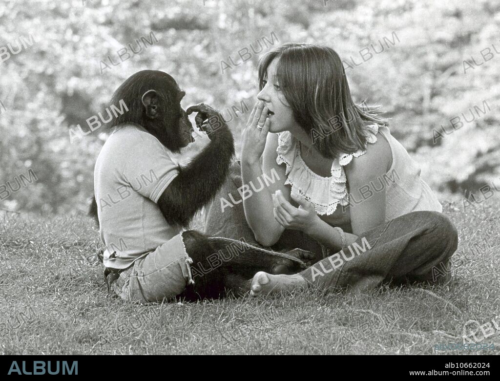 Laura-Ann Petitto with Nim Chimpsky the chimpanzee (Pan troglodytes), named after American linguist, philosopher, cognitive scientist, and political activist Noam Chomsky. Nim is signing 'nose' and student teacher Laura-Ann Petitto of Columbia University is signing back 'good'. Photographed during project Nim, an extended study of animal language acquisition conducted in the 1970s.
