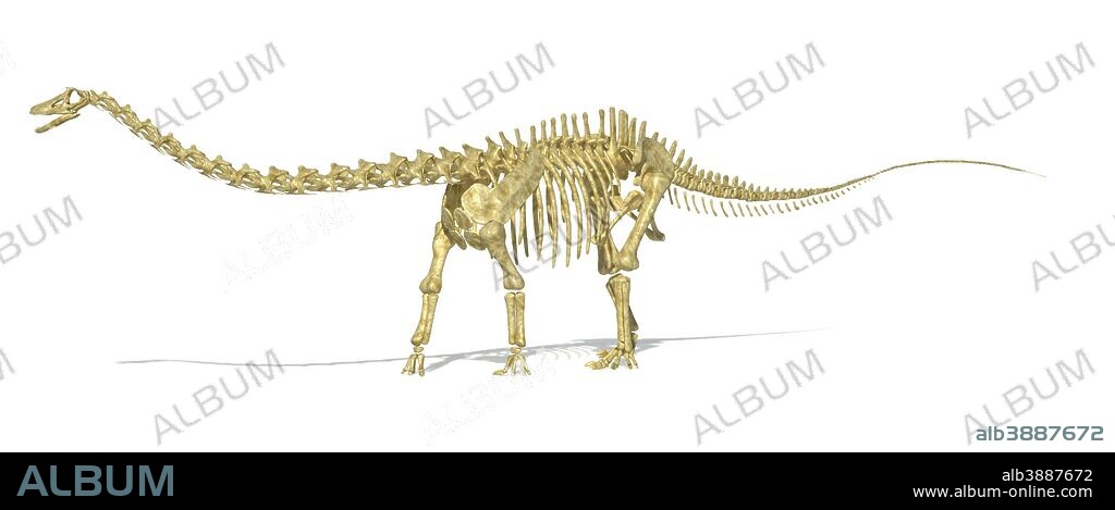 3D rendering of a Diplodocus dinosaur skeleton, side view. Diplodocus was a giant herbivorous dinosaur of the late Jurassic period.
