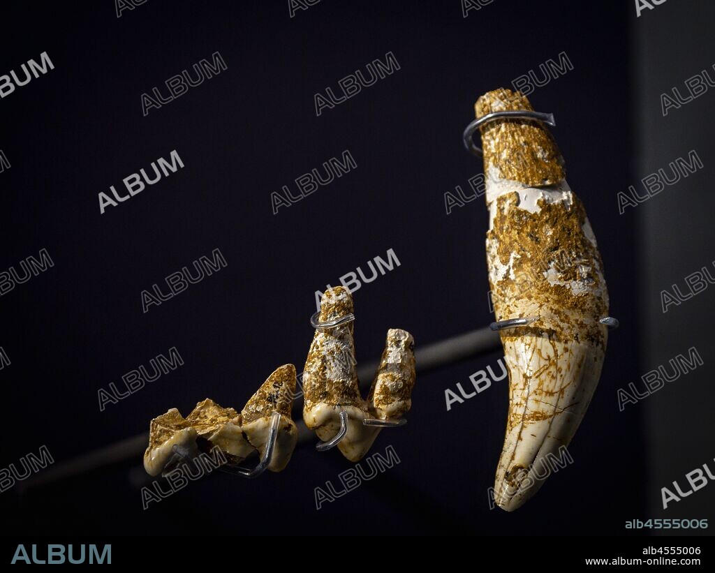 dientes de jaguar europeo, Panthera gombaszoegensis, Plioceno superior -Pleistoceno inferior, Punta Lucero, Zierbana, Arkeologi Museoa, museo aqueologico, Bilbao, Bizkaia, Pais Vasco, Spain.