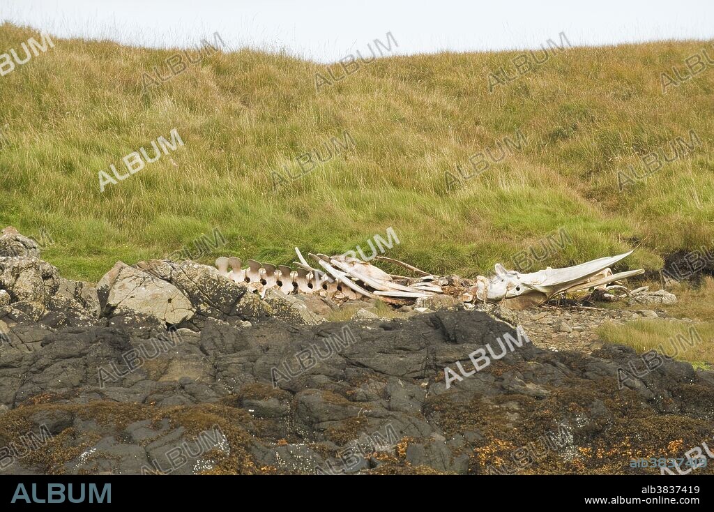 Skeleton of northern minke whale (Balaenoptera acutorostrata) that drowned after becoming entangled in fishing gear, Skye, Scotland, UK.