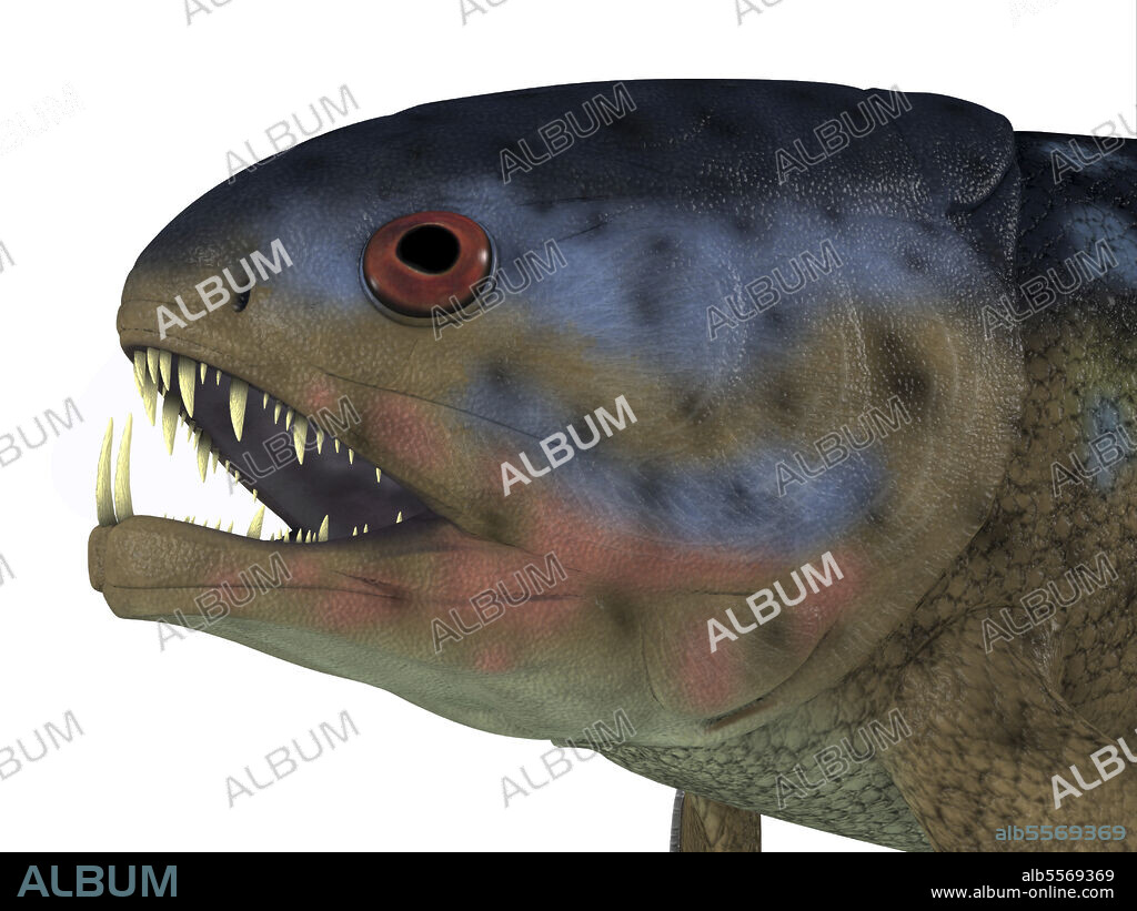 Rhizodus fish portrait. Rhizodus was a carnivorous fish that lived in freshwater lakes and swamps during the Devonian and Carboniferous Periods.