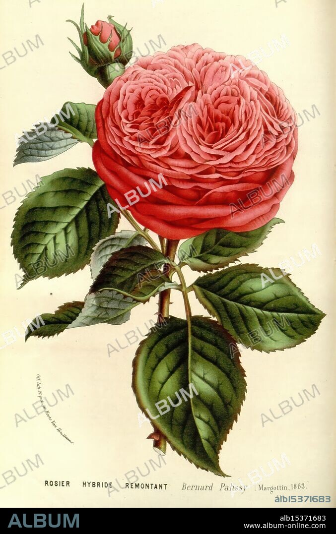 Flore des serres et des jardins de l'Europe A Gand, chez Louis van Houtte, éditeur 1845-1880, A beautifully detailed illustration of a large, lush rose in full bloom, showcasing an intricate layering of petals that forms a voluptuous shape. Surrounding the flower are rich green leaves with prominent veins and serrated edges, contributing to the overall vibrancy of the composition. At the top of the stem, a budding rose is just beginning to unfold, symbolizing growth and potential. The floral artwork is elegantly labeled with the names 'Rosier Hybride Remontant' and 'Bernard Palissy,' along with the year '1863' and the artist's name, 'Margottin.' The arrangement emphasizes the natural beauty and unique characteristics of this hybrid rose variety.