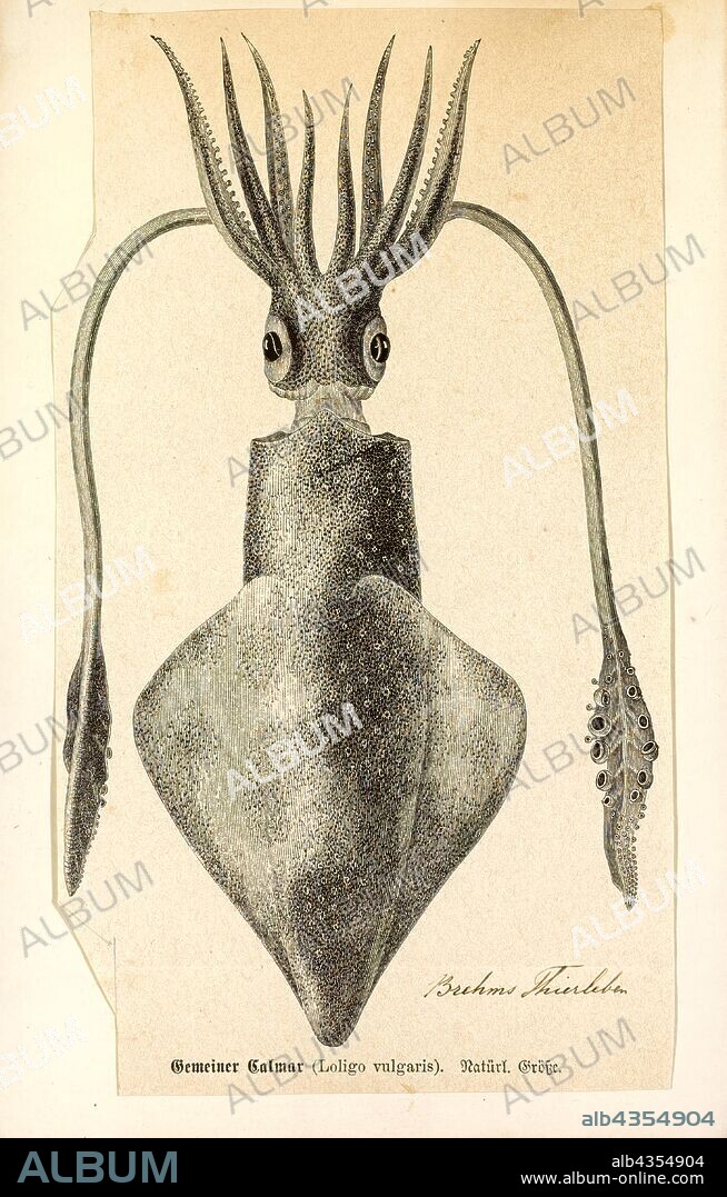 Loligo vulgaris, Print, The European squid or common squid (Loligo vulgaris) is a large squid belonging to the family Loliginidae. It occurs abundantly in coastal waters from the North Sea to at least the west coast of Africa. This species lives from sea level to depths of 500 m (1, 600 ft). Its mantle is up to 40 cm (16 in) long. The species is extensively exploited by commercial fisheries.