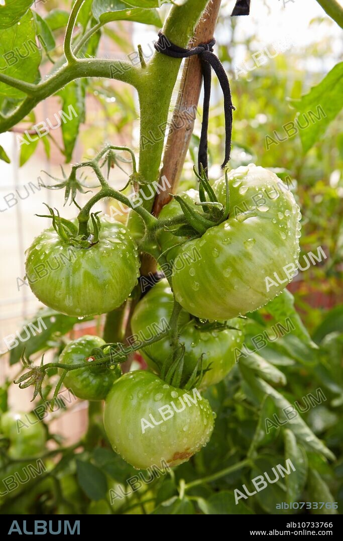 Urban garden. Tomato plants. Terrace housing. Donostia. San Sebastian. Basque Country. Spain.