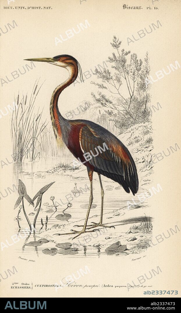 Purple heron, Ardea purpurea. Handcoloured engraving by Fournier after an illustration by Edouard Travies from Charles d'Orbigny's Dictionnaire Universel d'Histoire Naturelle (Dictionary of Natural History), Paris, 1849.