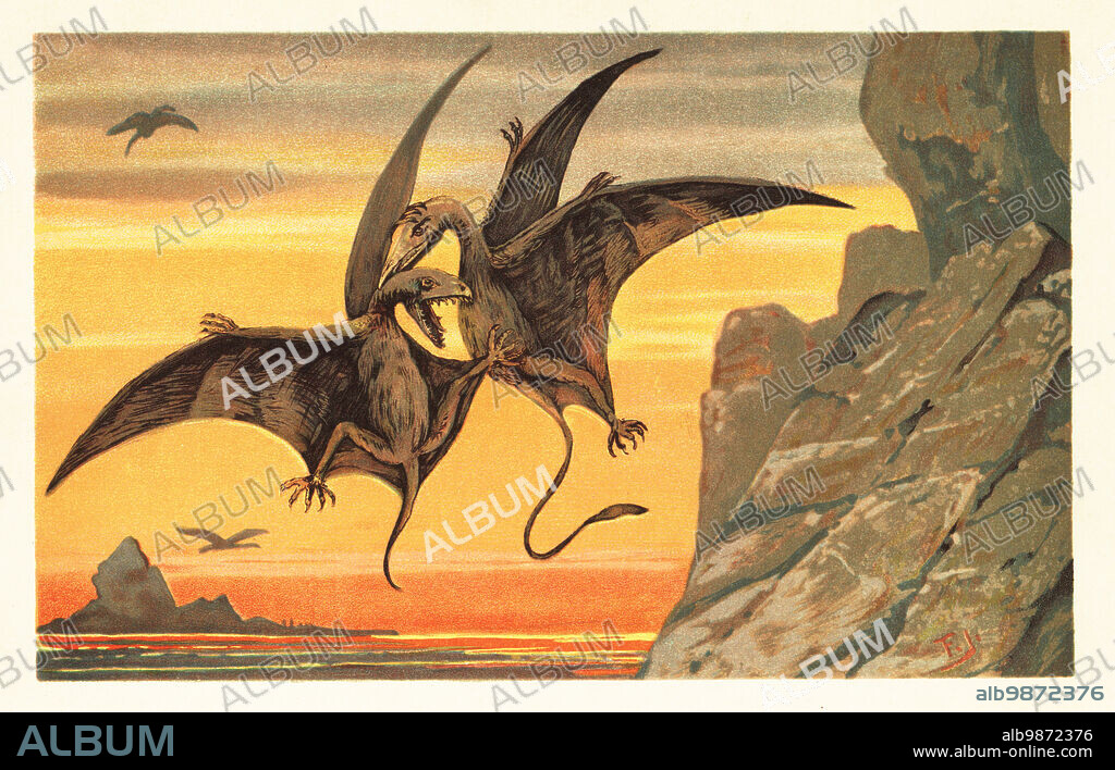 Pterodactylus antiquus, extinct species of pterosaurs or flying dinosaur. Two pterodactyls fighting in mid flight against a crimson sky. Fledermausahnliche Pterodaktylen (Flugsaurier). Colour printed illustration by F. John from Wilhelm Bolsches Tiere der Urwelt (Animals of the Prehistoric World), Reichardt Cocoa company, Hamburg, 1908.