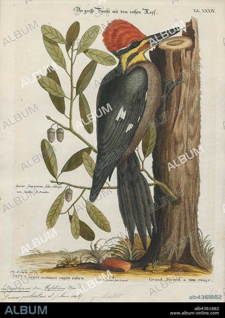 Dryocopus pileatus, Print, The pileated woodpecker (Dryocopus pileatus) is a woodpecker native to North America. This insectivorous bird is a mostly sedentary inhabitant of deciduous forests in eastern North America, the Great Lakes, the boreal forests of Canada, and parts of the Pacific Coast. It is the second-largest woodpecker on the continent, after the critically endangered ivory-billed woodpecker. The term "pileated" refers to the bird's prominent red crest, with the term from the Latin pileatus meaning "capped"., 1700-1880.