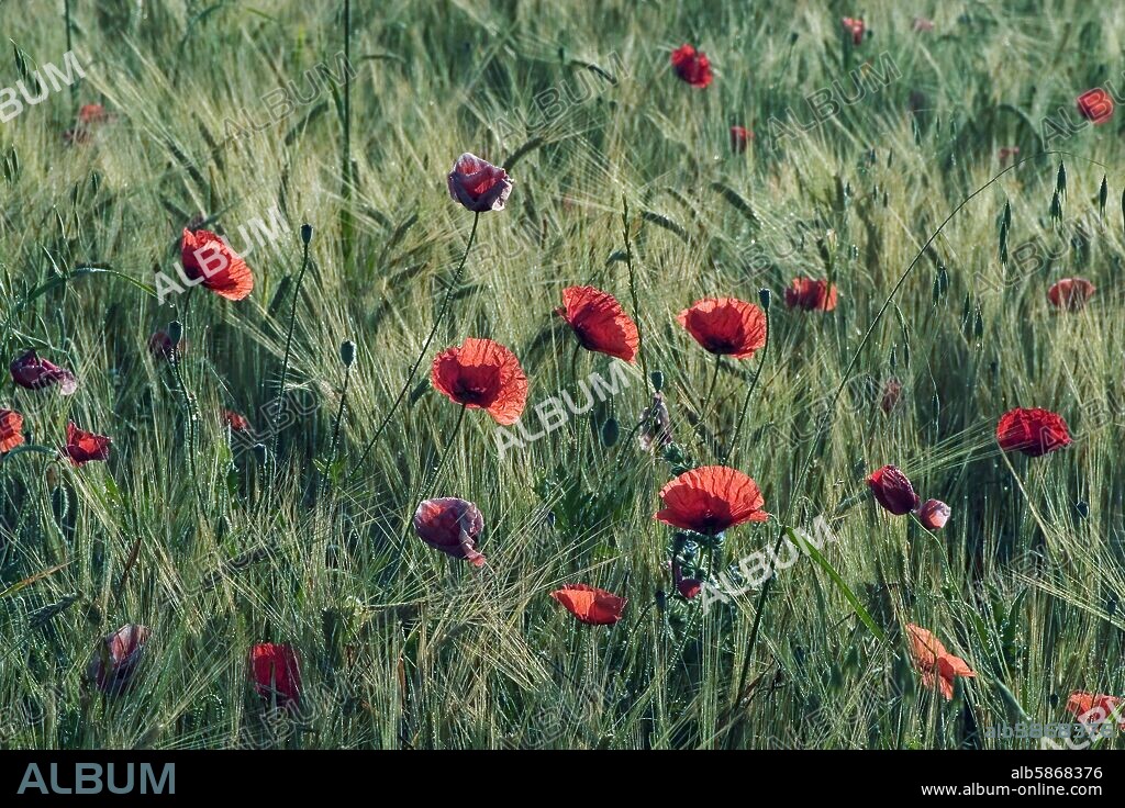 campos de cereales y amapolas en La Bureba (comarca) en primavera.